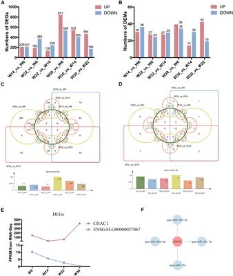 Analyses of MicroRNA and mRNA Expression Profiles Reveal the Crucial Interaction Networks and Pathways for Regulation of Chicken Breast Muscle Development